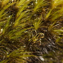 moss-road-to-Denniston-2013-06-12-IMG 8078