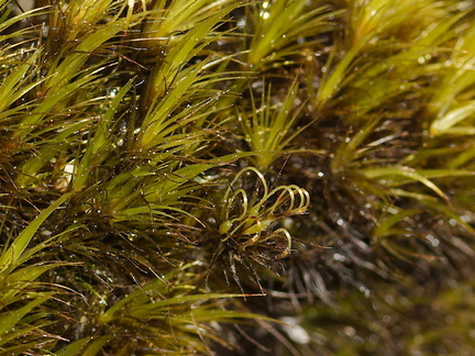 moss-road-to-Denniston-2013-06-12-IMG 8078