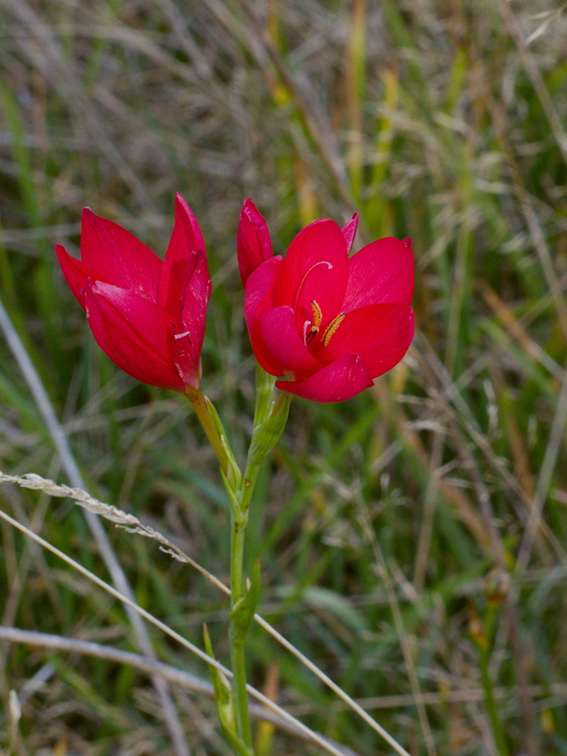 red-iridaceous-flower-road-to-Denniston-2013-06-12-IMG 1297