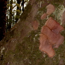 Agathis-australis-shedding-bark-and-epiphytes-Kauri-Grove-trail-Kaitaia-2015-09-15-IMG 5451