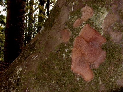 Agathis-australis-shedding-bark-and-epiphytes-Kauri-Grove-trail-Kaitaia-2015-09-15-IMG 5451