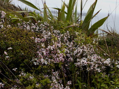 Leptospermum-sp-pink-flowering-Cape-Reinga-2015-09-09-IMG 5387