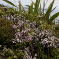 Leptospermum-sp-pink-flowering-Cape-Reinga-2015-09-09-IMG 5387