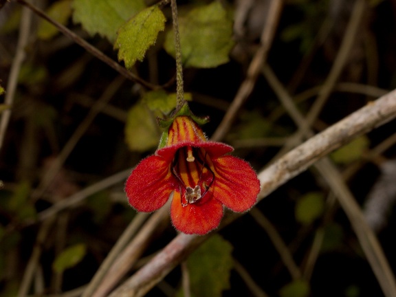 Rhabdothamnus-solandri-New-Zealand-gloxinia-red-flowers-Kauri-Grove-trail-Kaitaia-2015-09-15-IMG 5414