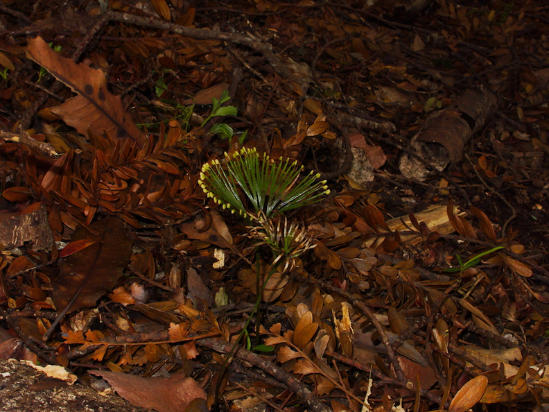 Schizaea-sp-fern-Kauri-Grove-trail-Kaitaia-2015-09-15-IMG_5428.jpg