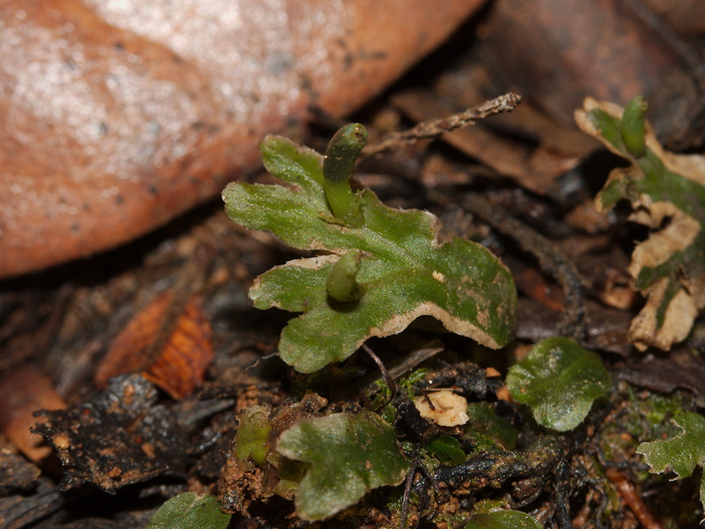 Symphogyna-prolifera-with-elongated-sporophyte-thalloid-liverwort-Kauri-Grove-trail-Kaitaia-2015-09-15-IMG_1271.jpg