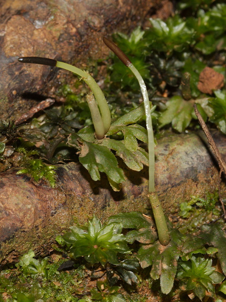Symphogyna-prolifera-with-elongated-sporophyte-thalloid-liverwort-Kauri-Grove-trail-Kaitaia-2015-09-15-IMG_1280.jpg