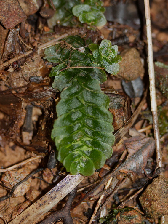 Treubia-lacunosa-leafy-liverwort-Kauri-Grove-trail-Kaitaia-2015-09-13-IMG 1321