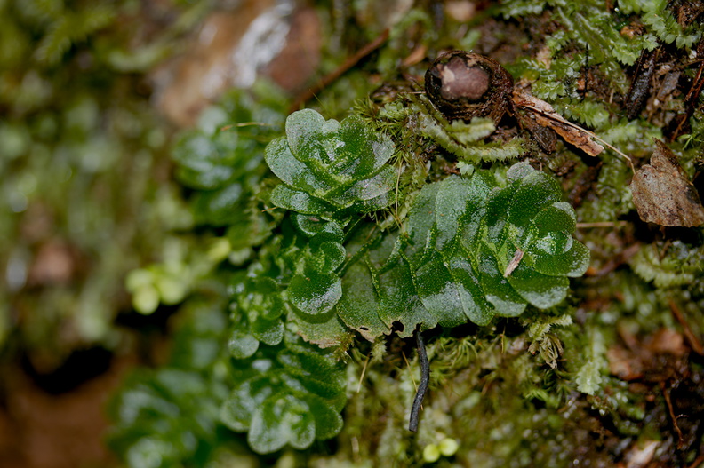 Treubia-lacunosa-leafy-liverwort-Kauri-Grove-trail-Kaitaia-2015-09-13-IMG_1324.jpg