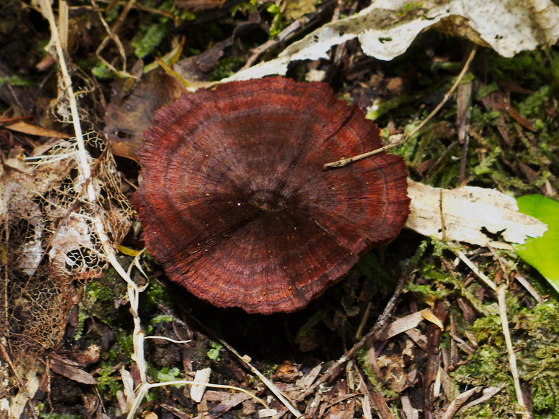 brown-papery-shiny-mushroom-like-Stereum-Kauri-Grove-trail-Kaitaia-2015-09-15--IMG_5472.jpg