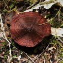 brown-papery-shiny-mushroom-like-Stereum-Kauri-Grove-trail-Kaitaia-2015-09-15--IMG 5472