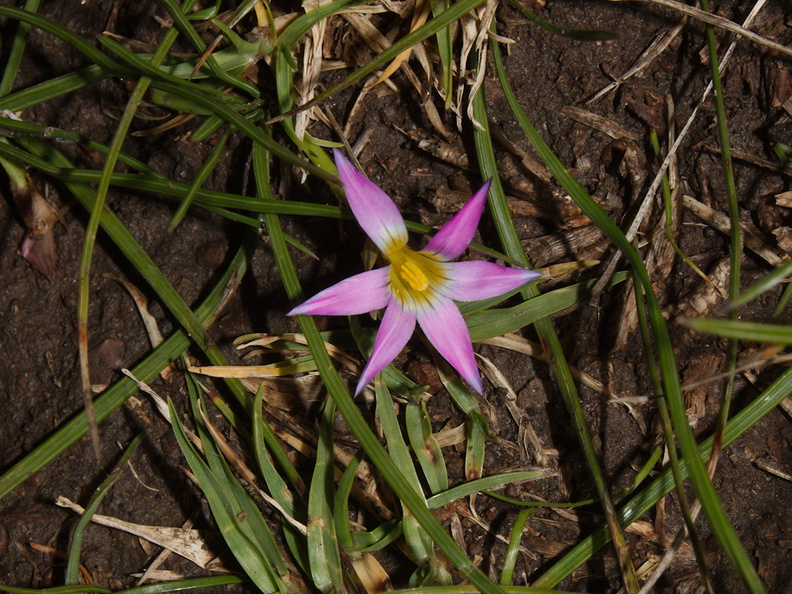 purple-star-flower-Cape-Reinga-2015-09-08-IMG_1245.jpg