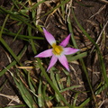 purple-star-flower-Cape-Reinga-2015-09-08-IMG 1245