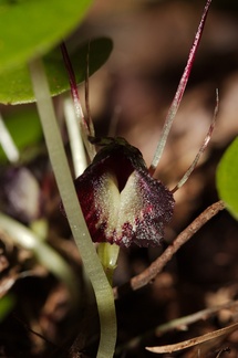 Corybas-macranthus-spider-orchid-Waitawheta-Tramway-Track-2015-10-10-IMG 1901