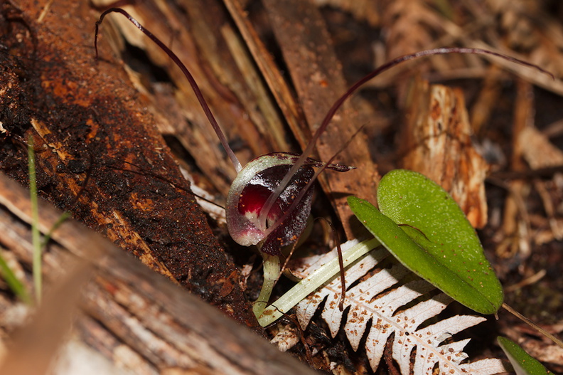Corybas-macranthus-spider-orchid-Waitawheta-Tramway-Track-2015-10-10-IMG_1915.jpg