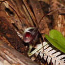 Corybas-macranthus-spider-orchid-Waitawheta-Tramway-Track-2015-10-10-IMG 1915
