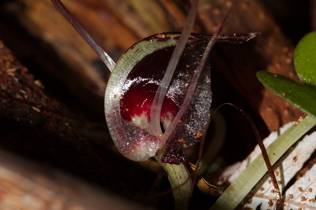 Corybas-macranthus-spider-orchid-Waitawheta-Tramway-Track-2015-10-10-IMG 1916