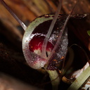 Corybas-macranthus-spider-orchid-Waitawheta-Tramway-Track-2015-10-10-IMG 1916