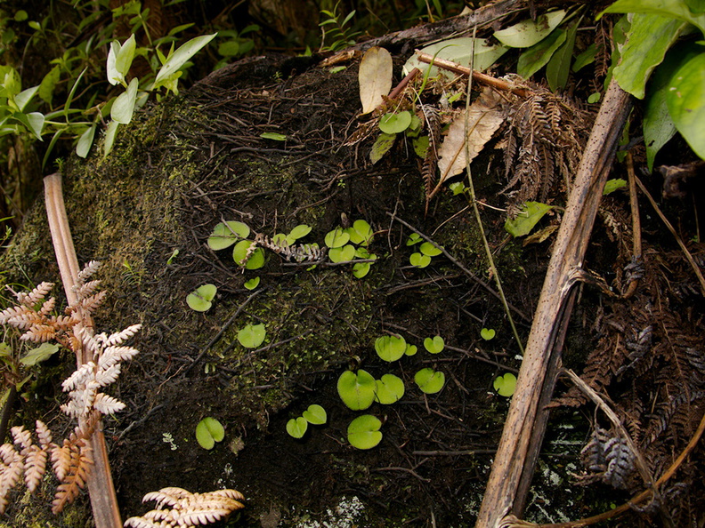 Corybas-macranthus-spider-orchid-Waitawheta-Tramway-Track-2015-10-10-IMG 5644