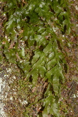 Hymenophyllum-filmy-fern-Karangahake-Gorge-Dickey-Flats-29-05-2011-IMG 2160