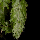 Hymenophyllum-filmy-fern-Karangahake-Gorge-Dickey-Flats-29-05-2011-IMG 2161