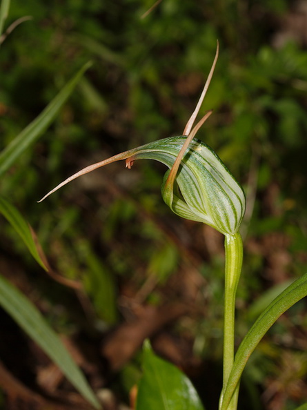 Pterostylis-cf-banksiae-greenhood-orchid-Waitawheta-Tramway-Track-2015-10-10-IMG_1926.jpg