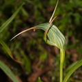 Pterostylis-cf-banksiae-greenhood-orchid-Waitawheta-Tramway-Track-2015-10-10-IMG 1926