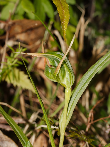 Pterostylis-cf-banksiae-greenhood-orchid-Waitawheta-Tramway-Track-2015-10-10-IMG 1928