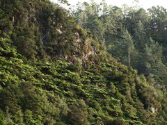 fern-forests-toward-Karangahake-Gorge-28-05-2011-IMG 8044