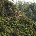fern-forests-toward-Karangahake-Gorge-28-05-2011-IMG_8044.jpg
