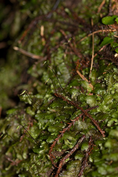 moss-with-sporophytes-Karangahake-Gorge-Dickey-Flats-29-05-2011-IMG 2172