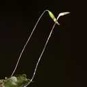 moss-with-sporophytes-Karangahake-Gorge-Dickey-Flats-29-05-2011-IMG 2175