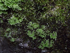 umbrella-moss-Karangahake-Gorge-Dickey-Flats-29-05-2011-IMG 8067