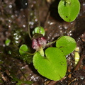 Corybas-rivularis-spider-orchid-River-Access-Trail-Bucks-Rd-17-06-2011-IMG 2474