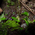 Corybas-rivularis-spider-orchid-River-Access-Trail-Bucks-Rd-17-06-2011-IMG 8639