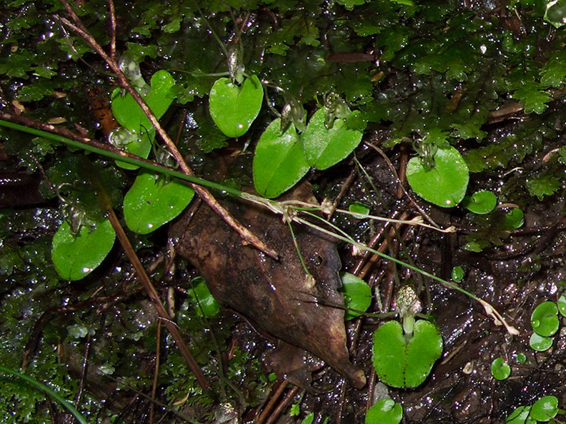 Corybas-rivularis-spider-orchid-River-Access-Trail-Bucks-Rd-17-06-2011-IMG_8648.jpg