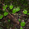Corybas-rivularis-spider-orchid-River-Access-Trail-Bucks-Rd-17-06-2011-IMG 8648