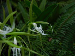 Epidendrum-ciliolare-Wellington-Botanical-Garden-19-06-2011-IMG 8693