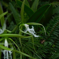 Epidendrum-ciliolare-Wellington-Botanical-Garden-19-06-2011-IMG_8693.jpg