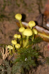 Hygrophorus-sp-wax-gill-fungus-tiny-fluorescent-green-Kiriwhakapappa-14-06-2011-IMG 2381