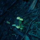 Hygrophorus-sp-wax-gill-fungus-tiny-fluorescent-green-Kiriwhakapappa-14-06-2011-IMG 8517
