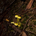 Hygrophorus-sp-wax-gill-fungus-tiny-fluorescent-green-Kiriwhakapappa-14-06-2011-IMG 8517a