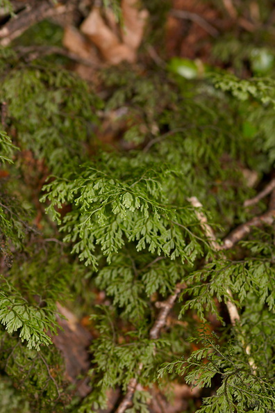 Hymenophyllum-demissum-filmy-fern-Kiriwhakapappa-14-06-2011-IMG 2396