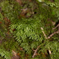 Hymenophyllum-demissum-filmy-fern-Kiriwhakapappa-14-06-2011-IMG 2396