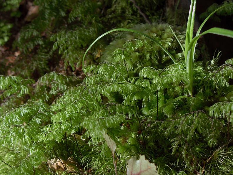 Hymenophyllum-demissum-filmy-fern-Kiriwhakapappa-14-06-2011-IMG 8527
