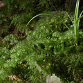 Hymenophyllum-demissum-filmy-fern-Kiriwhakapappa-14-06-2011-IMG 8527