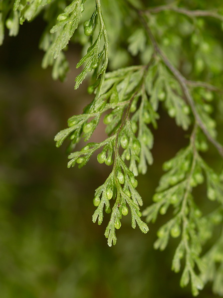 Hymenophyllum-demissum-filmy-fern-sporangia-Kiriwhakapappa-14-06-2011-IMG_2395.jpg