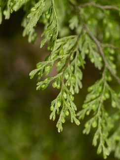 Hymenophyllum-demissum-filmy-fern-sporangia-Kiriwhakapappa-14-06-2011-IMG 2395