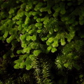 Leiomitra-lanata-leafy-fuzzy-liverwort-Kiriwhakapappa-15-06-2011-IMG_8555.jpg