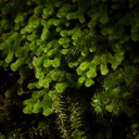 Leiomitra-lanata-leafy-fuzzy-liverwort-Kiriwhakapappa-15-06-2011-IMG 8555